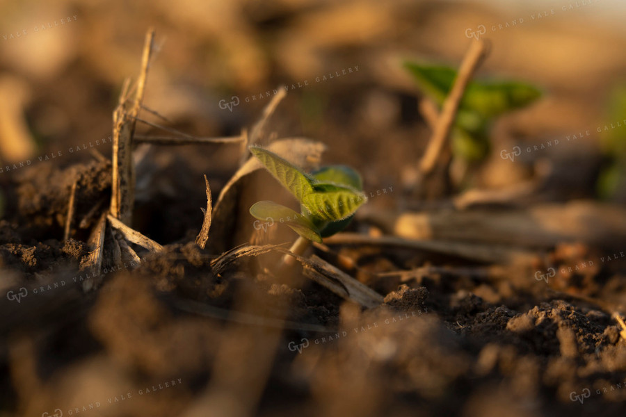 Soybeans - Early Growth 1425