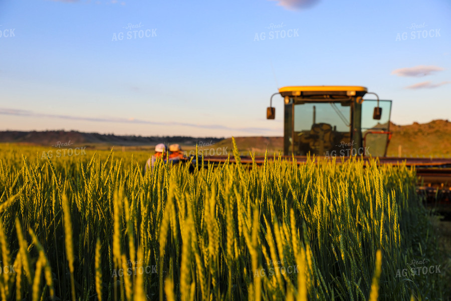 Cutting Green Willow Creek Winter Wheat 87008