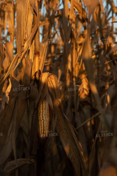 Dried Corn Field at Sunset 67221