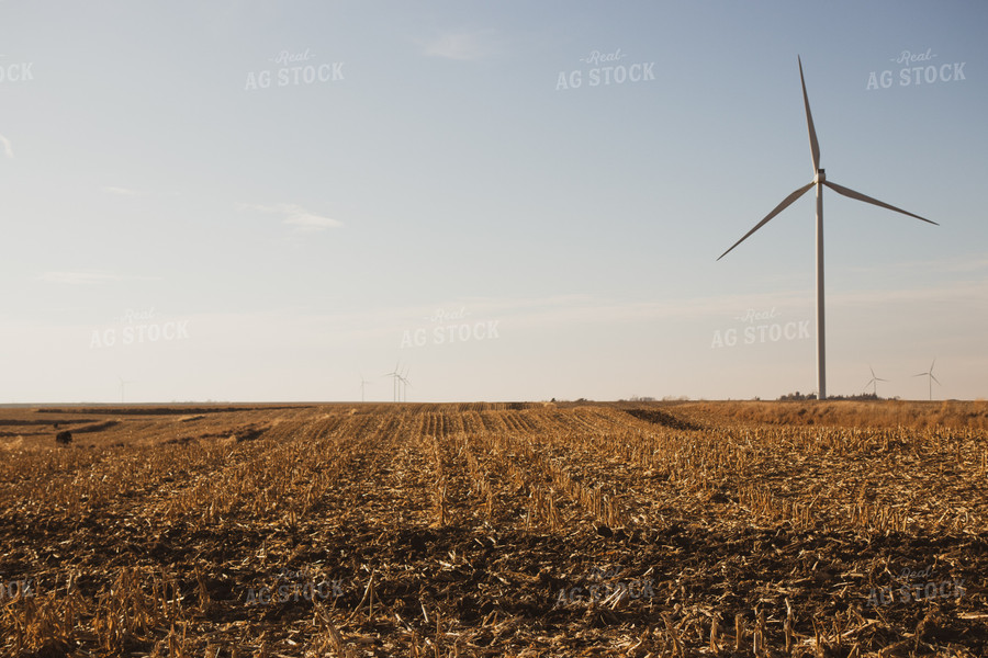 Harvested Corn Field 67234