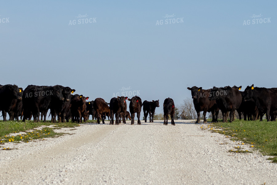 Black Angus Cows and Calves 67245