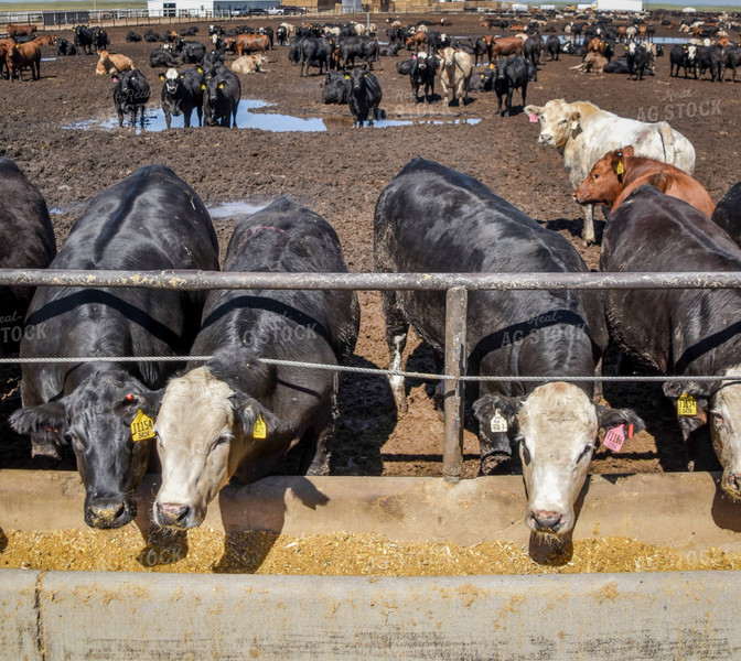 Diverse Cattle Eating From Feed Bunk in Feedlot Pen 56466