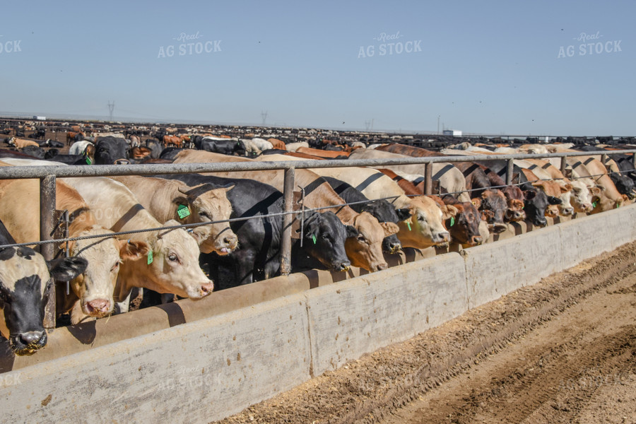 Diverse Cattle Eating From Feed Bunk in Feedlot Pen 56470