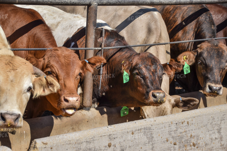 Diverse Cattle Eating From Feed Bunk in Feedlot Pen 56472