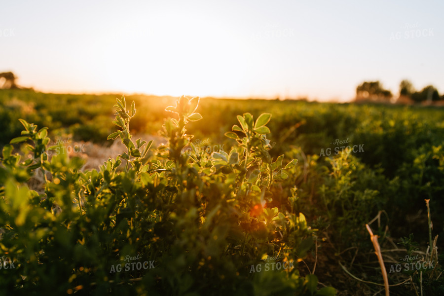 Alfalfa Field at Sunset 83063