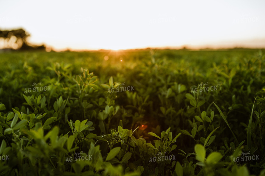 Alfalfa Field at Sunset 83068