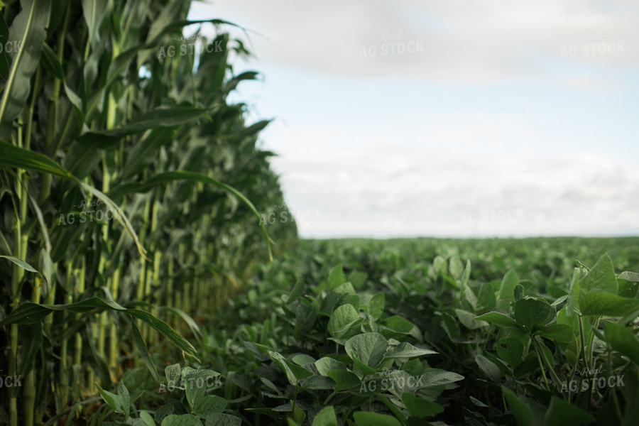 Green Corn and Soybean Field Border 6279