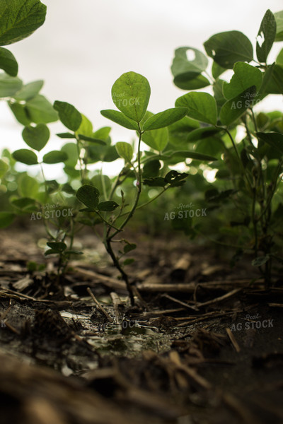 Wet R1 Soybean Field After Rain 6283