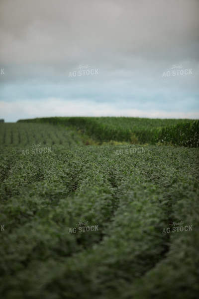 Green Corn and Soybean Field Border 6301