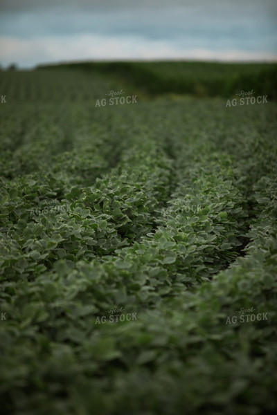 Green Corn and Soybean Field Border 6302