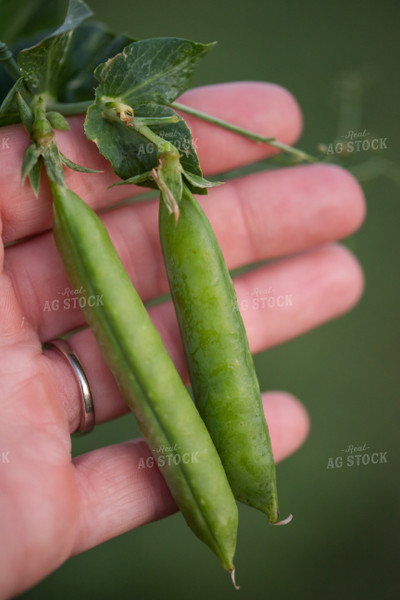 Two Pea Pods in Hands 76166
