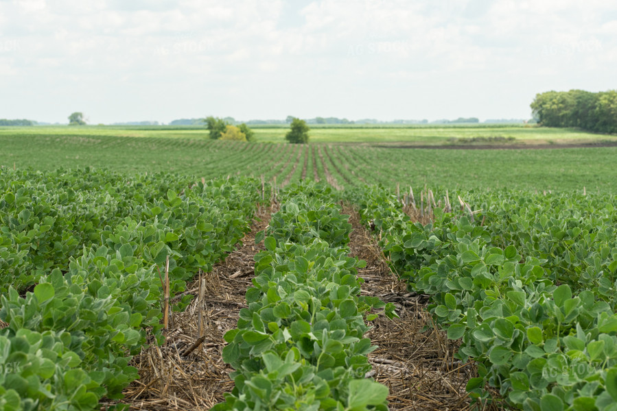 Rows of Soybeans 76201