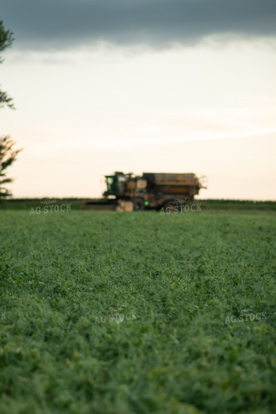 Harvesting Peas 76212