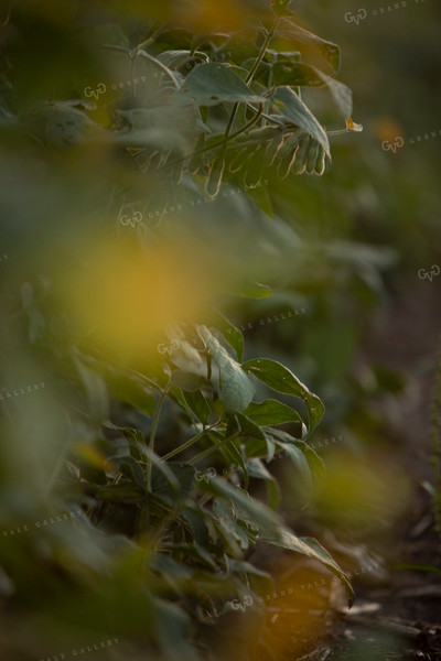 Soybeans - Mid-Season 1453