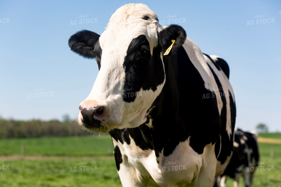 Holstein Cow in Pasture 90005