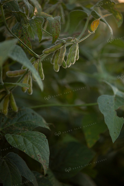 Soybeans - Mid-Season 1454