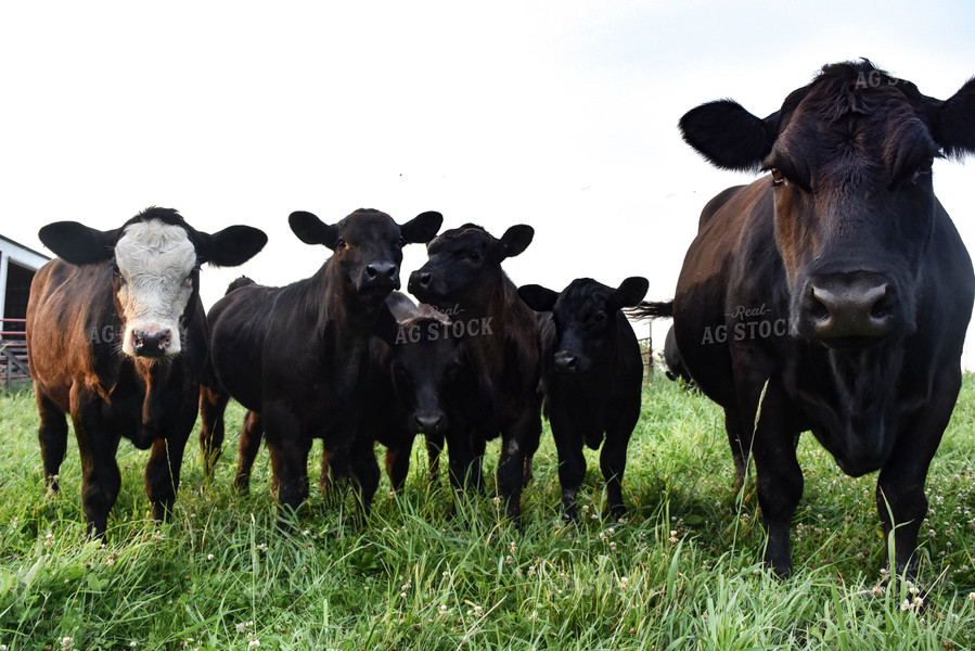 Angus Cow and Calves 90017