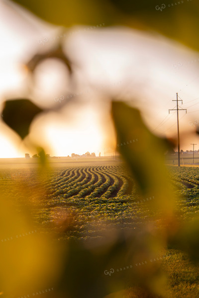 Soybeans - Mid-Season 1459