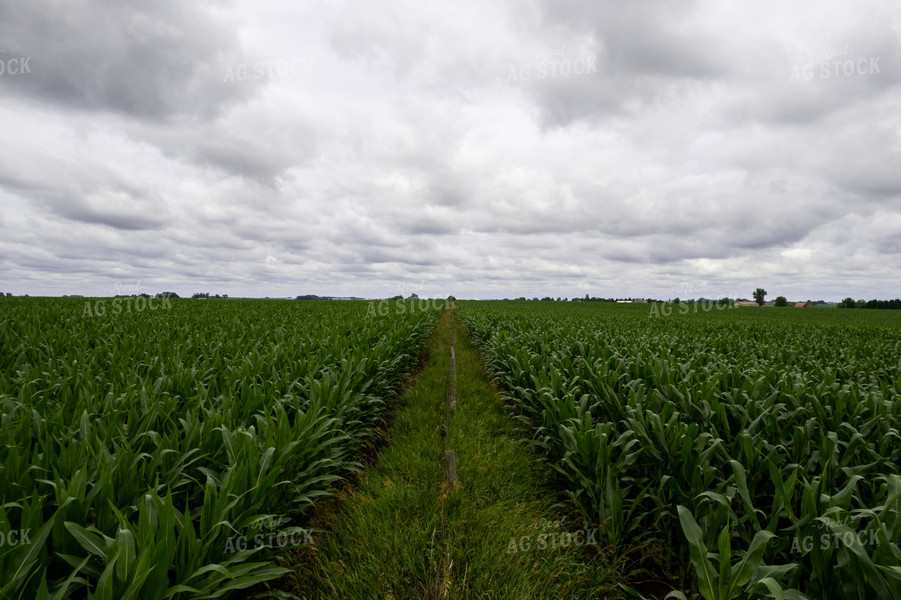 Mid-Season Corn 92010