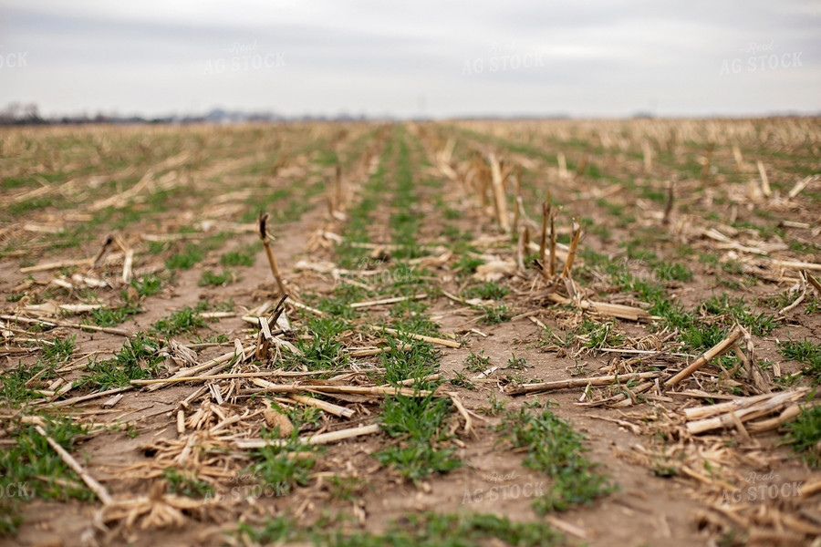 Early Growth Wheat 93014