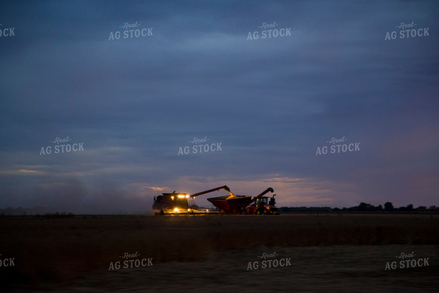 Soybean Harvest at Dusk 93019