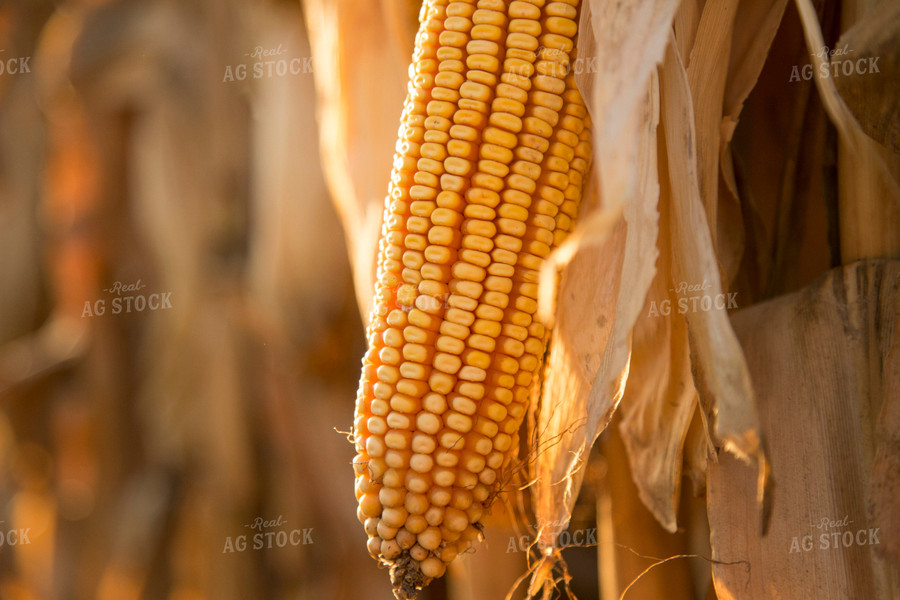 Dried Corn in Field 93042