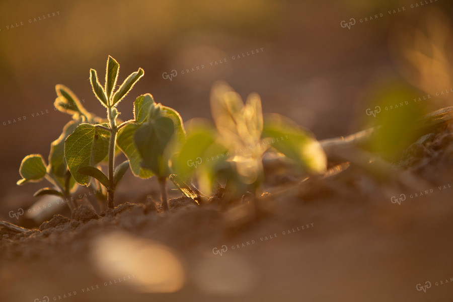 Soybeans - Mid-Season 1472