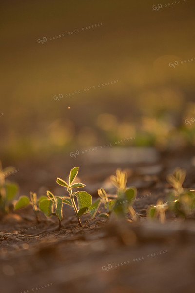 Soybeans - Mid-Season 1474