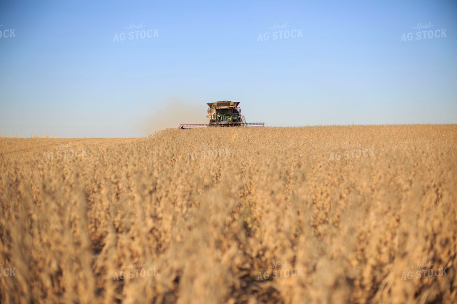 Soybean Harvest 93075