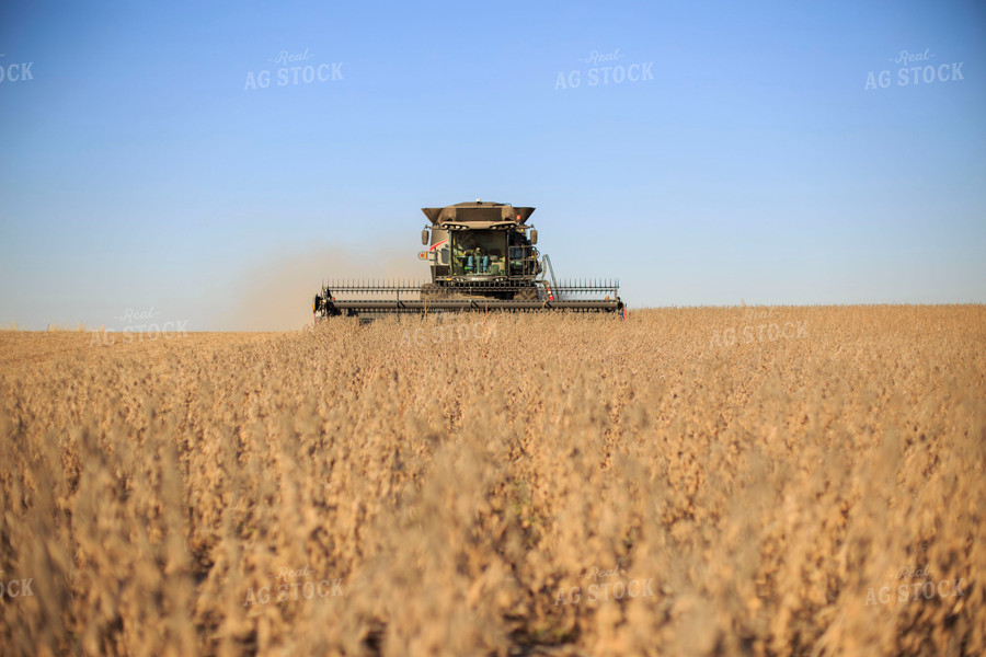 Soybean Harvest 93077