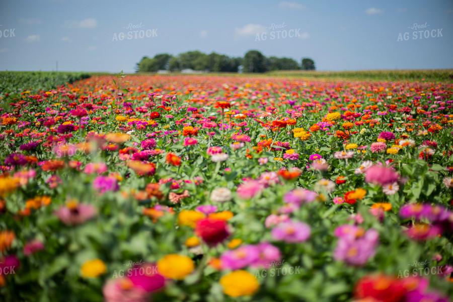 Field of Flowers 93089