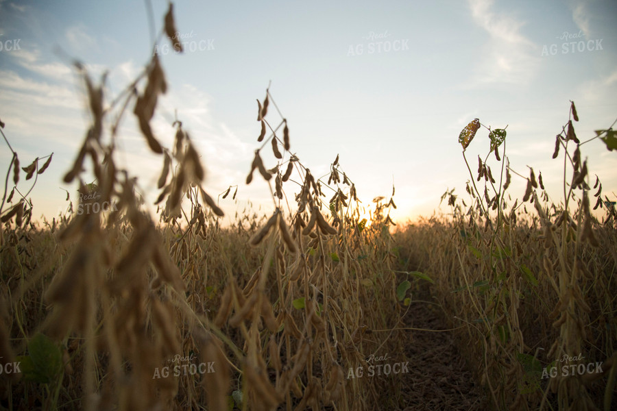 Dried Soybean Field 93111