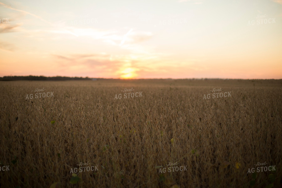 Dried Soybean Field 93123