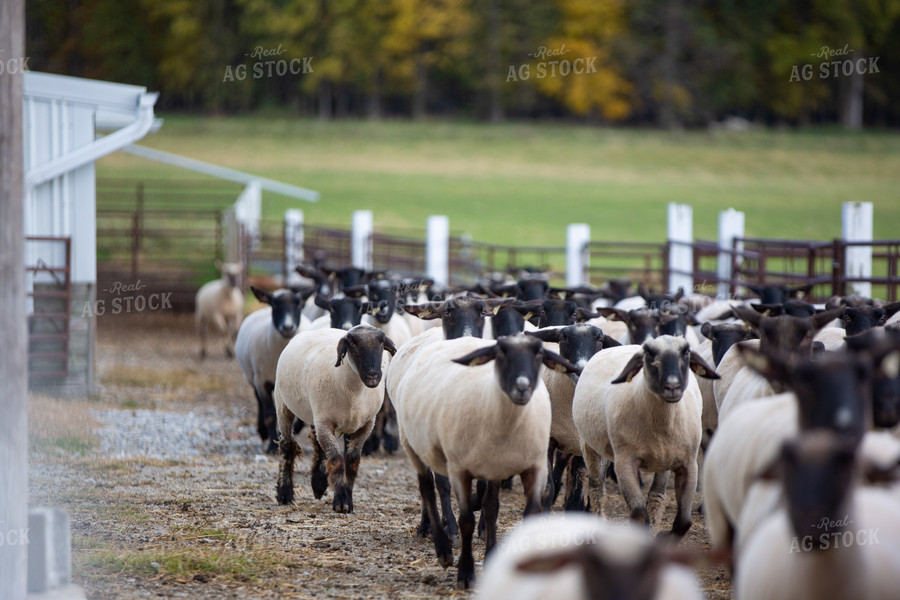 Sheep in Farmyard 90063