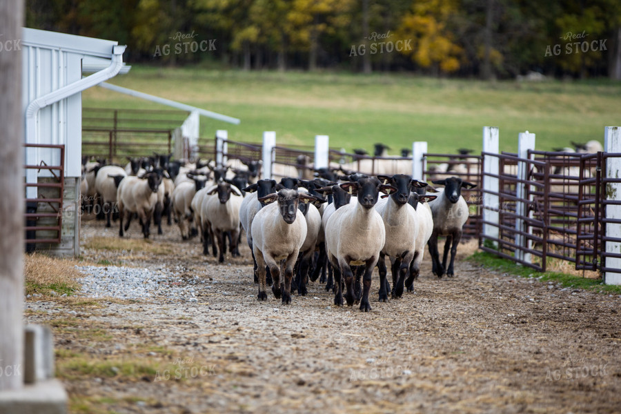 Sheep in Farmyard 90070