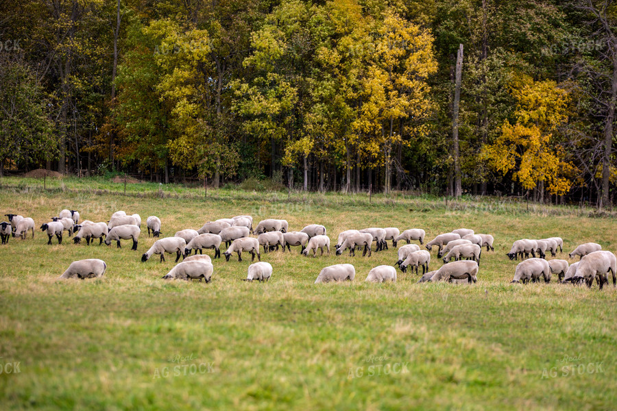 Sheep in Pasture 90072