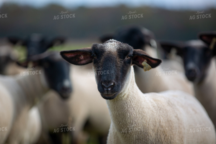 Sheep in Pasture 90075