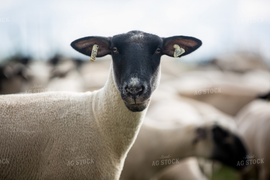 Sheep in Pasture 90081