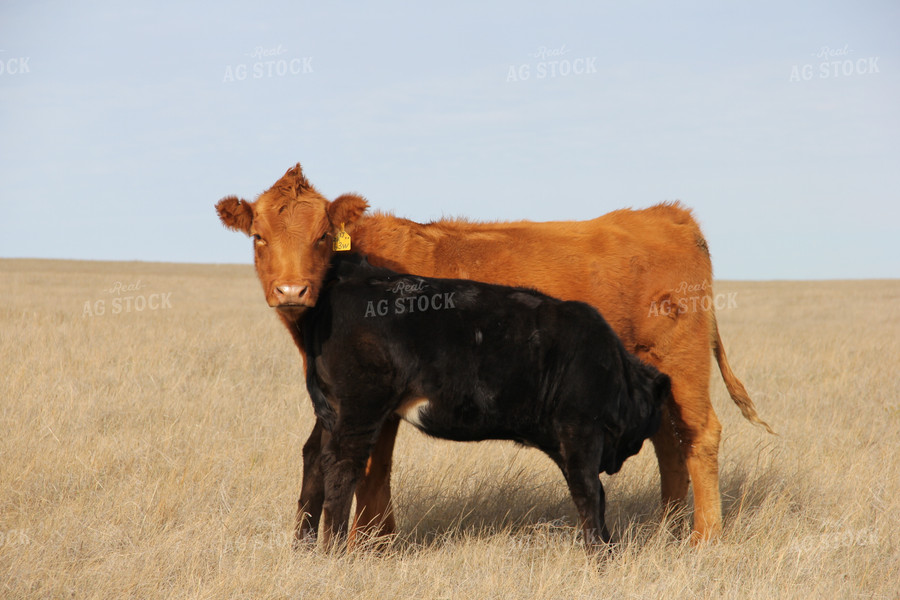 Cattle in Pasture 95006
