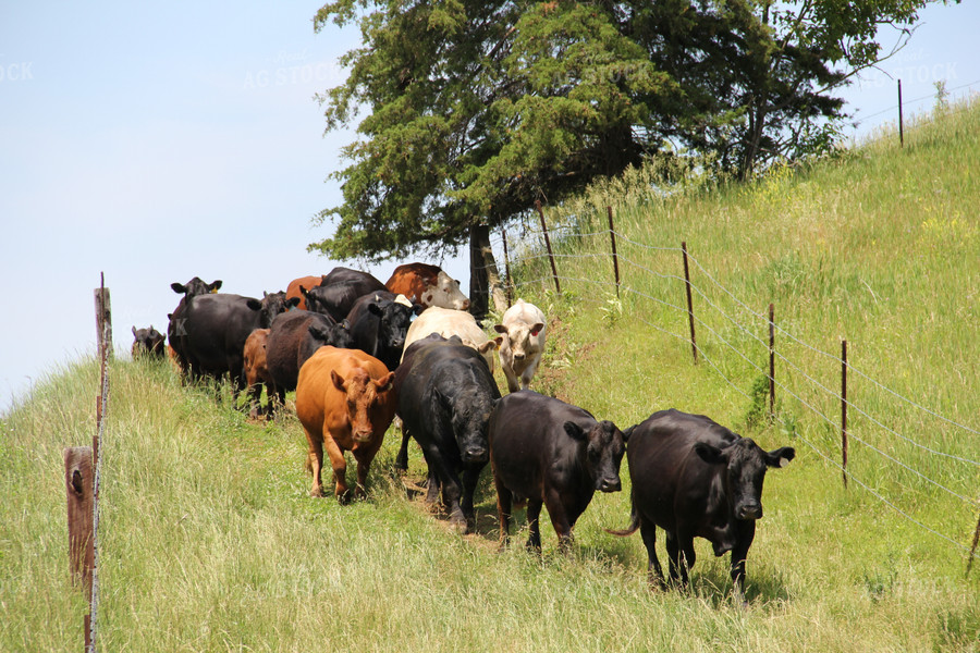 Cattle in Pasture 95008