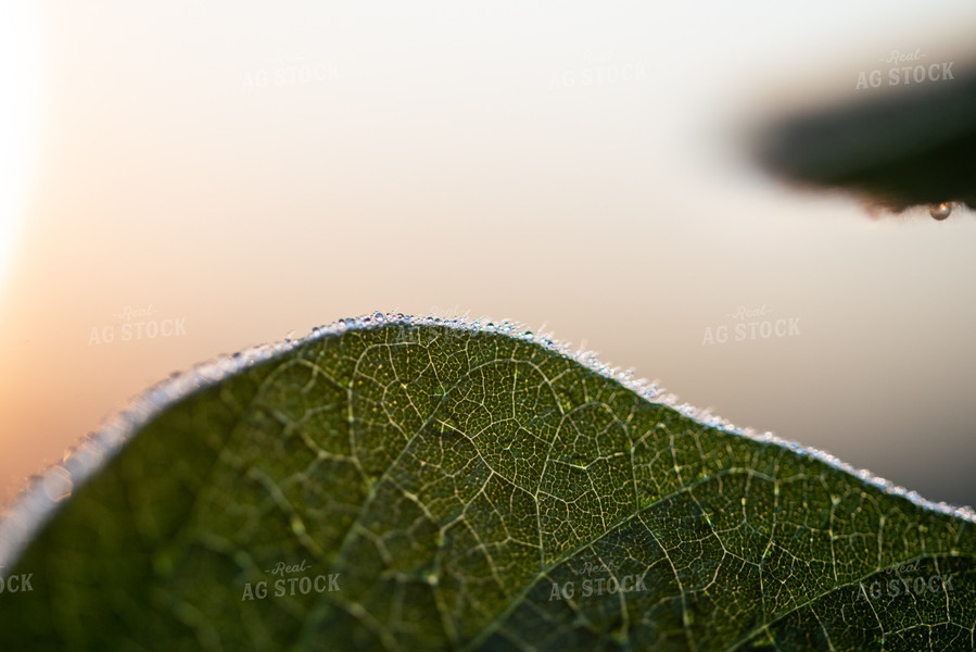 Up-Close Soybean Leaf 76222