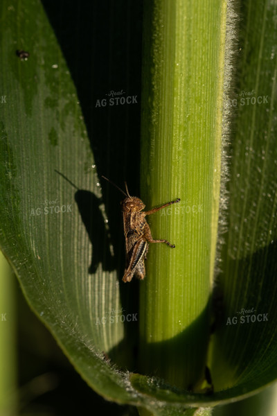 Grasshopper on Corn Plant 76244