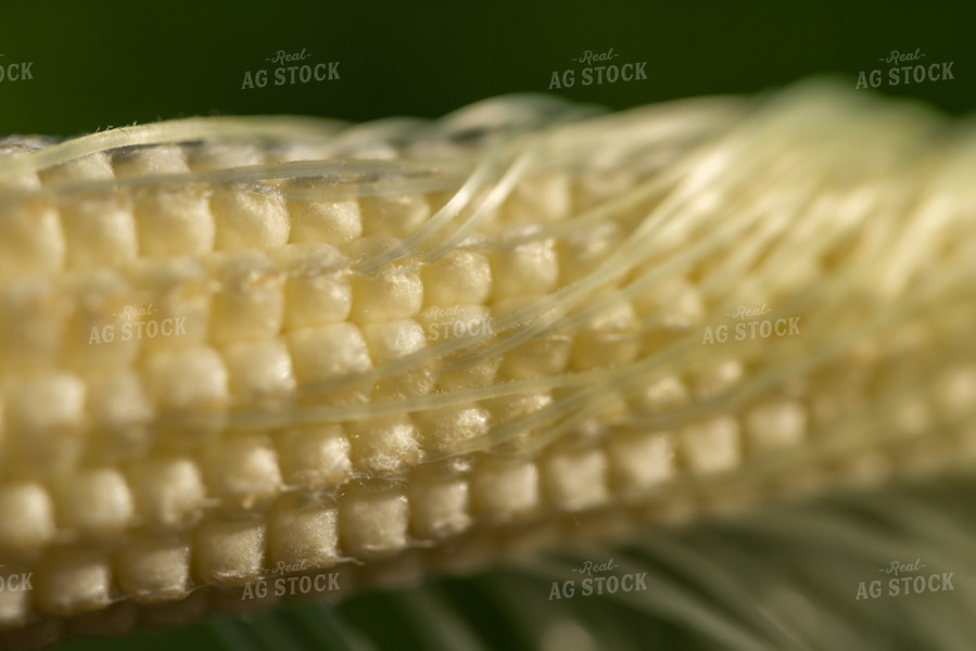 Up-Close Ear of Corn 76251