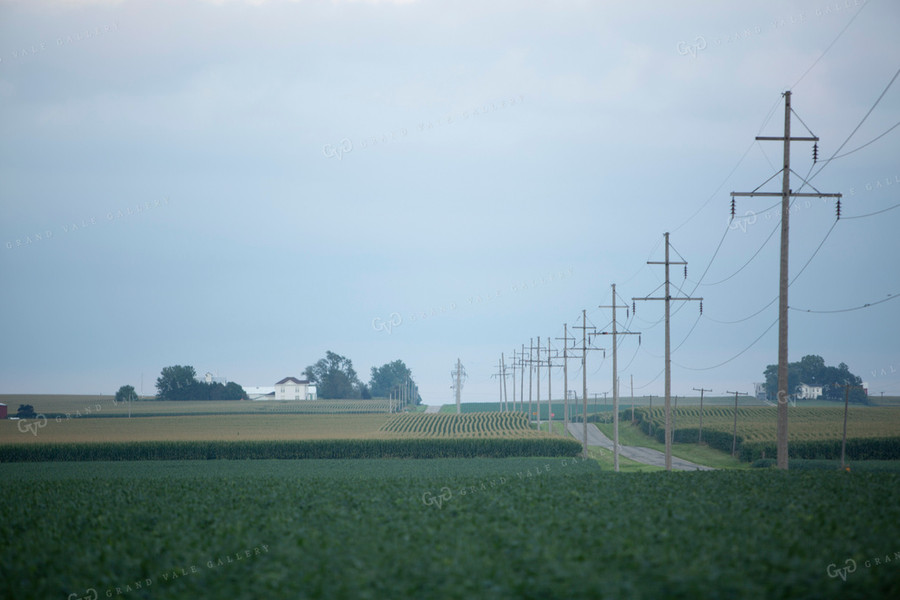 Soybeans - Mid-Season 1489