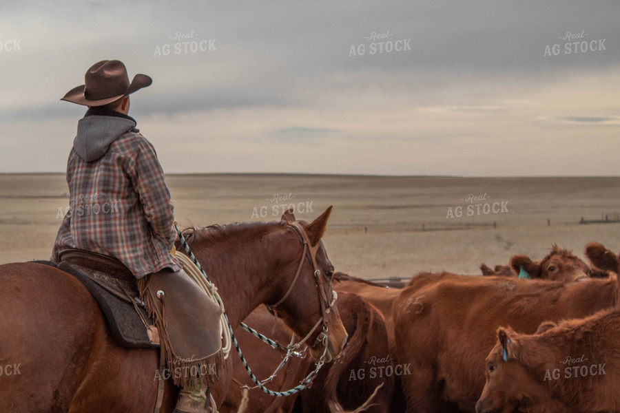 Rancher with Cattle 97003