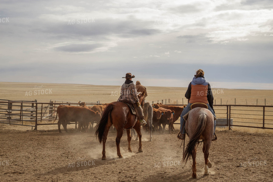 Ranchers with Cattle 97007