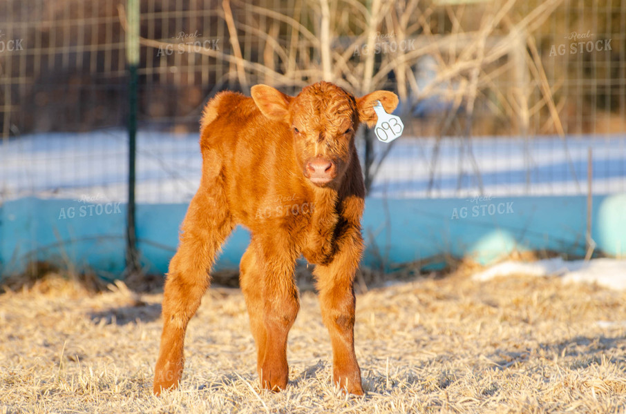 Red Angus Calf 97012