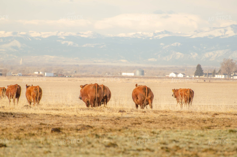 Red Angus Cattle Grazing 97014