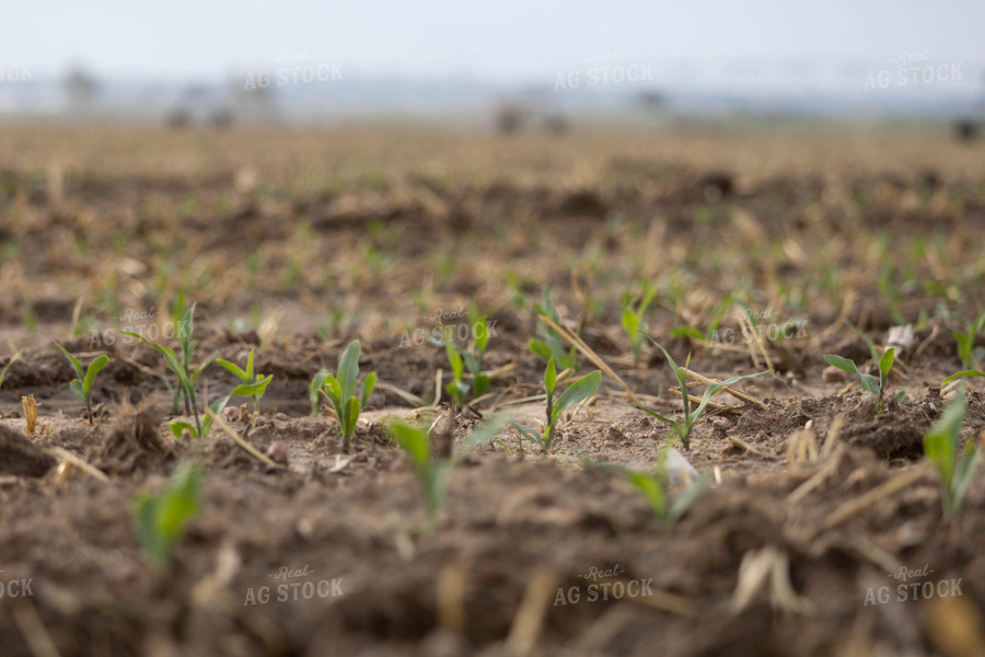 Early Growth Corn 97026