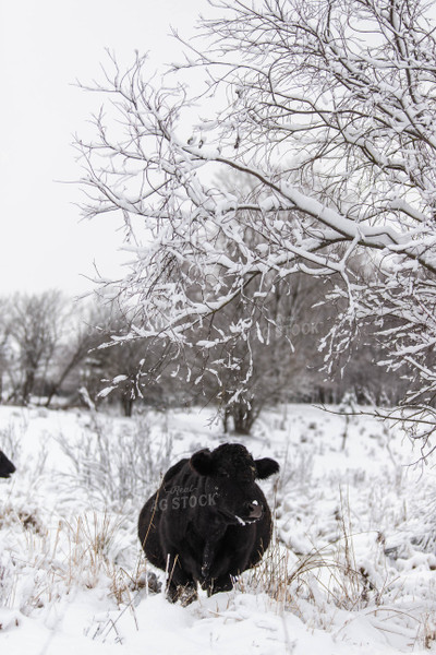 Black Angus Cow in Snowy Pasture 96002